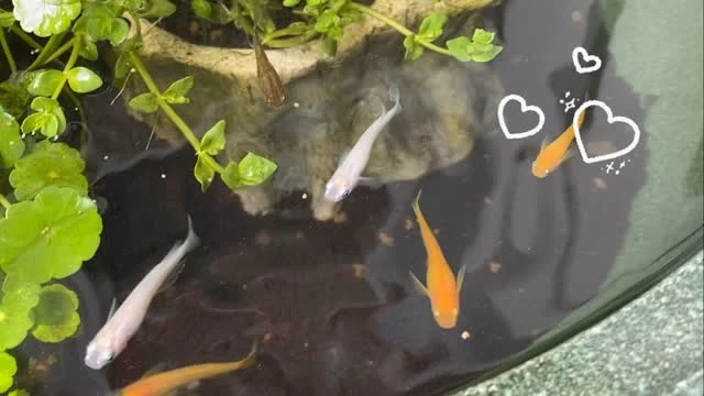♯ビオトープ

子どもたちに
大人気のメダカちゃん

今年はビオトープ風に
してみました

気持ちよさそーです♡